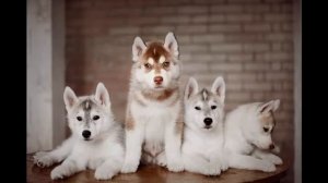 Хаски. Особенности и описание породы