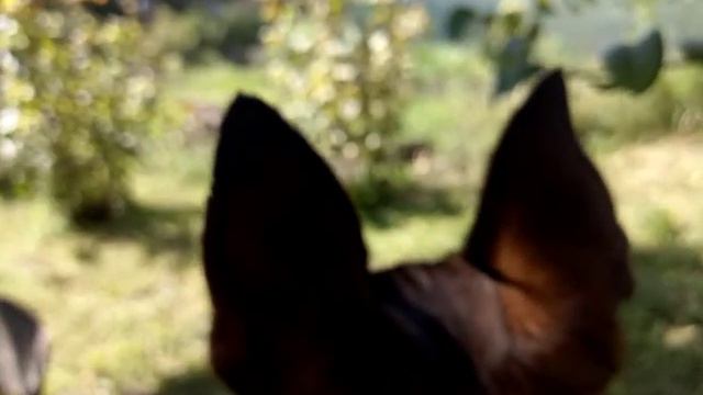 Охрана, услуги Ушки на макушке смотреть онлайн