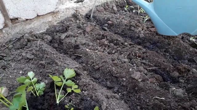 Как посадить черешковый сельдерей в открытый грунт