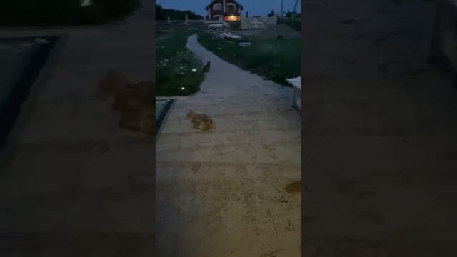 Гостей нужно кормить🐱 видео от Ольги