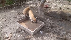 Грязные свиньи