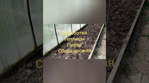 Обработка теплицы после сбора урожая от фитофторы