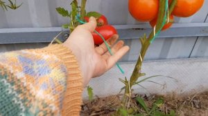 Томат Бифштекс - пересорт 2022