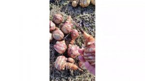 Пришло время Топинамбура! Выкапывай и сажай сейчас!