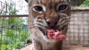 Рысь распаковывает стейк! Нетерпеливый рык!