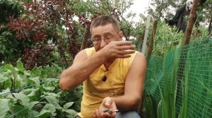 Что делать, чтобы баклажаны завязывали плоды