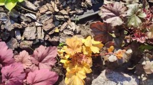 Дачная "болталка"... гейхеры... гейхеры и как же без хост...обо всем по чуть чуть...