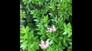 How to Grow Rhododendron ‘Bloombux’, Bloombux, Growing Rhododendron, Get Gardening