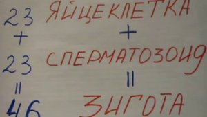 Биология на пальцах 8 "Диплоидный и гаплоидный наборы хромосом"