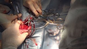 Хирургическое лечение перелома плечевой кости у минипига