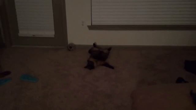 5 самых умных пород кошек смотреть онлайн