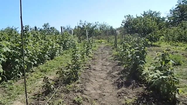 с чего начать бизнес на малине || Как начать ягодный бизнес? Бизнес идеи смотреть онлайн