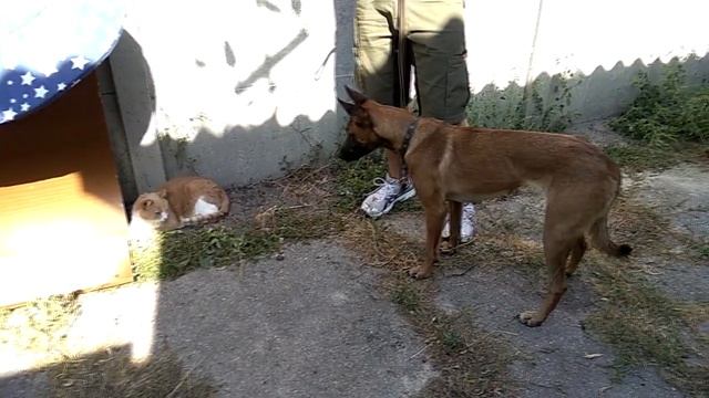 207. Как познакомить взрослую собаку с котом. Как подружить кошку с собакой? смотреть онлайн