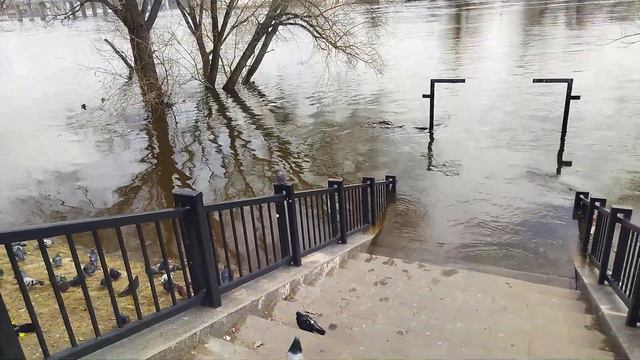 весенний разлив реки Десна, стаи уток нет смотреть онлайн