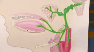 Невралгия языкоглоточного нерва. Почему больно глотать