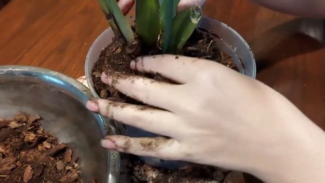 Зигопеталум. Орхидея. Пересадка смотреть онлайн