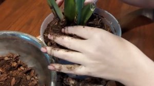 Зигопеталум. Орхидея. Пересадка