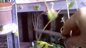 Комнатное растение фуксия: осенняя обрезка и укоренение черенков Часть 2-я