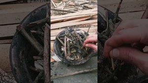 Как коптить Сулугуни дома. Приметивная Коптильня