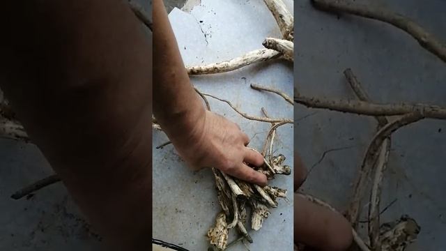 06.11.21.(4 часть) Что можно сделать из корней хрена? +79241232444 Владимир Стороженко. смотреть онлайн