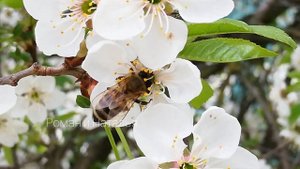 Как Пчёлы Опыляют Цветы Вишни, Удивительное Зрелище