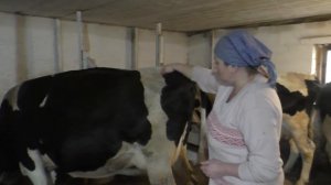 Последний этап кормления коровы перед отелом/Выпадение влагалища у коровы