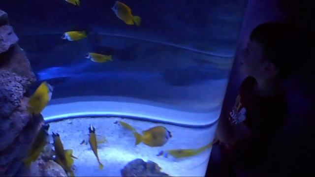 Океанариум в Санкт-Петербурге 2018 смотреть онлайн