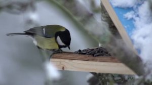 Птичка синичка