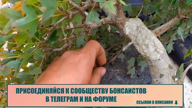 Зачем срывать кору с бонсай и как сделать дупло. Дупло на бонсай! Профессиональный уход за бонсай.