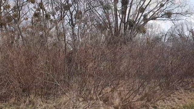 Участок Чапаевка