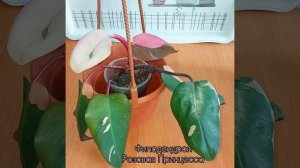 Самая Розовая Принцесса удивила? #Филодендрон ?Листья-альбиносы? #цветы #растения #ароидные #shor