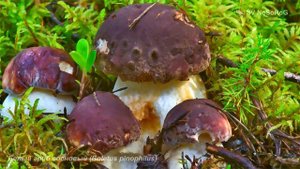 Белый гриб сосновый (Boletus pinophilus)