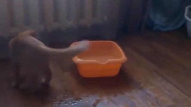 Пушик и водичка смотреть онлайн