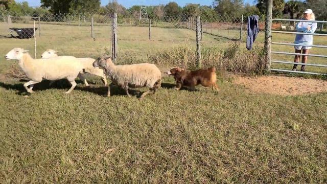 Amazing day full of Sheep herding with Australian Shepherds