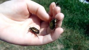 Взлет бронзовок золотистых (Cetonia aurata)