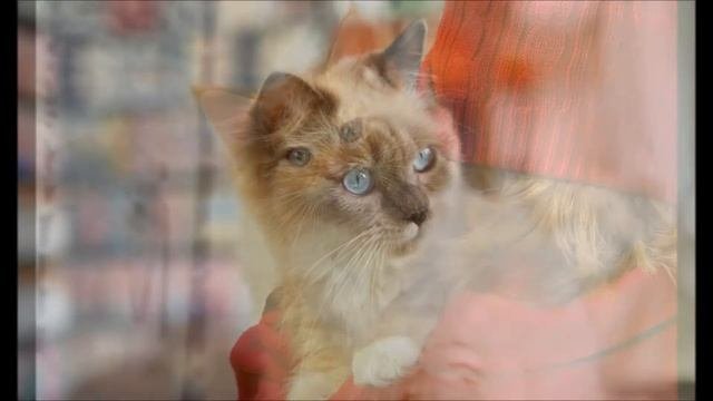Разведение породистых кошек как бизнес идея