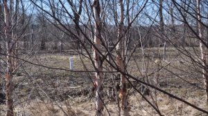 Betula Nigra        River Birches in Doylestown Pa in the Winter at HH Farm