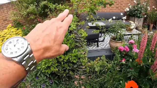 Join me in my home garden - Cottage garden tour - Start of Summer смотреть онлайн