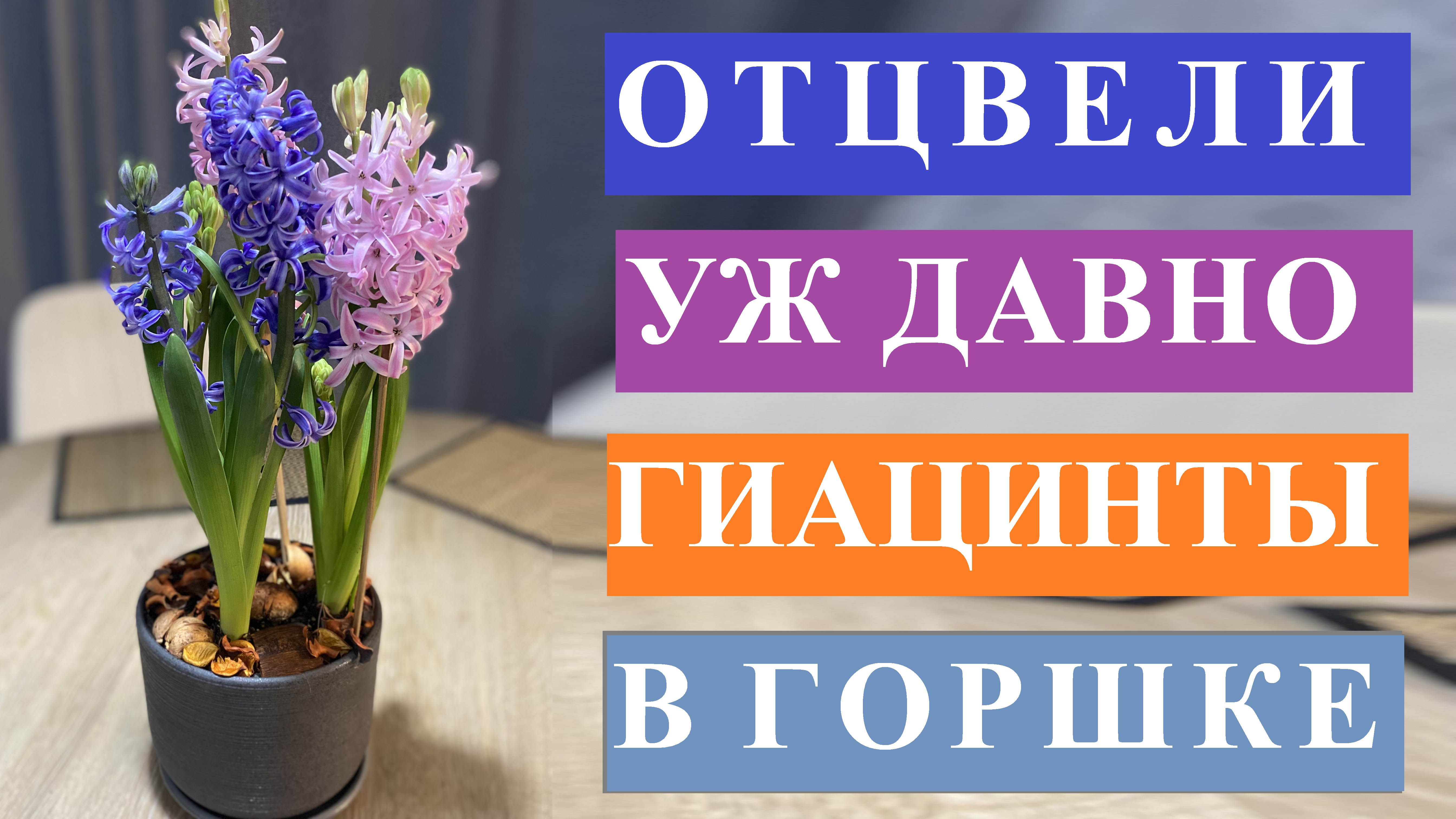 Отцвели уж давно гиацинты в горшке