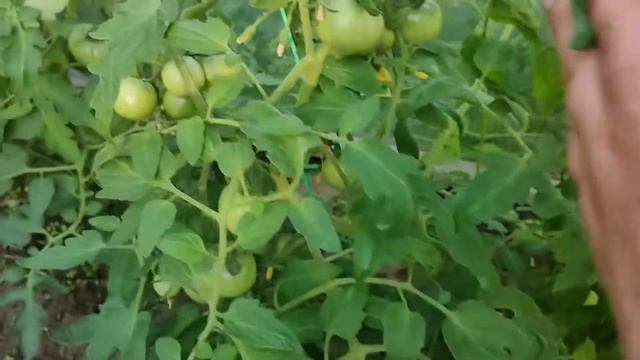 Жимолость поспела, персики растут. Подмосковье смотреть онлайн