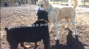 Кто сильнее ротвейлер или алабай?