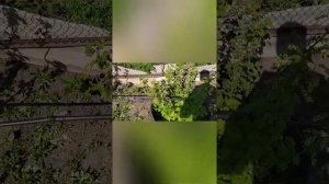 Старые покрышки в огороде. Грядка из покрышек для смородины.
