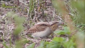 Вертишейка, Jynx torquilla, Птицы Новгородской области, наблюдение птиц 2 мая 2023, Великий Новгород