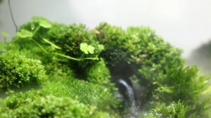 эволюция полюдариума