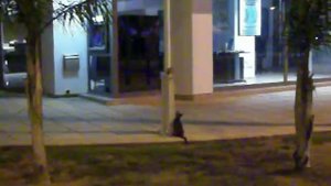 Кот ловит крысу