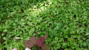 день с басиками на даче Басик и Рома играют в Робинзона Крузо