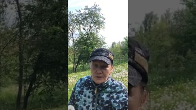 Уникальные удобрения из травы Одуванчик Практикум