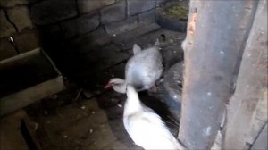 Мускусные утки: Разведение, Содержание, Уход. // Когда брачный сезон у мускусных уток ?!