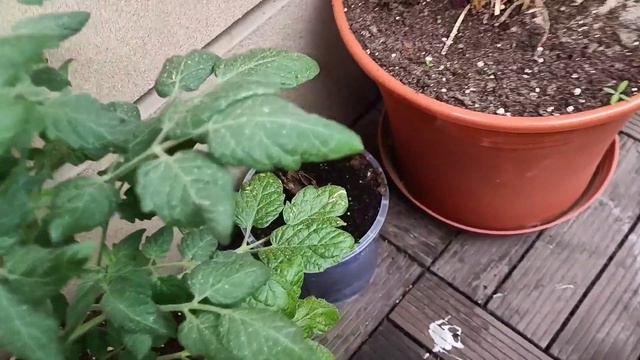 W maju wszytko rosło w oczach! Pierwsze truskawki i kwitnienie powojnika 🌺 Miejski balkon w maju 🍅 смотреть онлайн