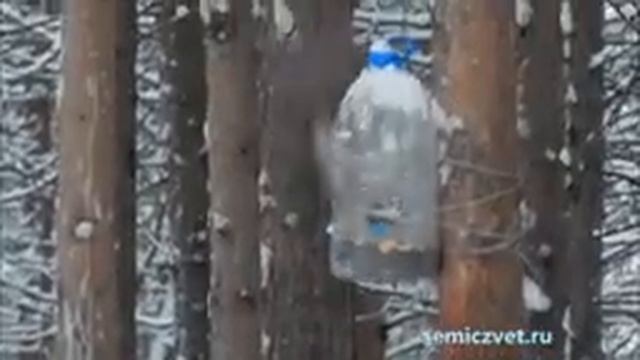 ?? Лесная красавица в мире птиц. Сойка